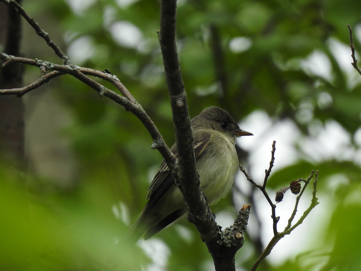 Eastern Wood-Pewee - ML240710301