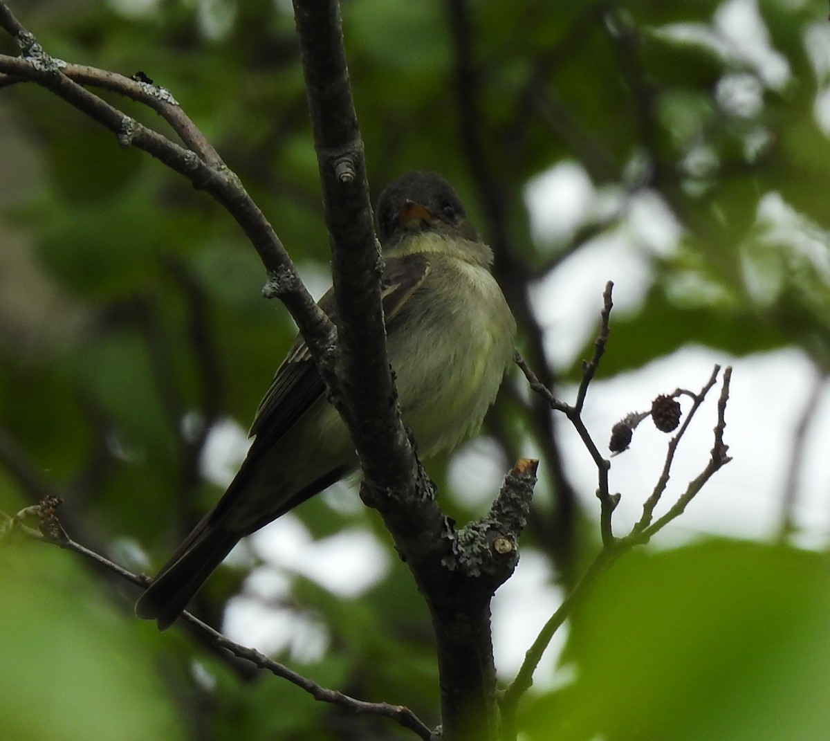 Eastern Wood-Pewee - ML240710371