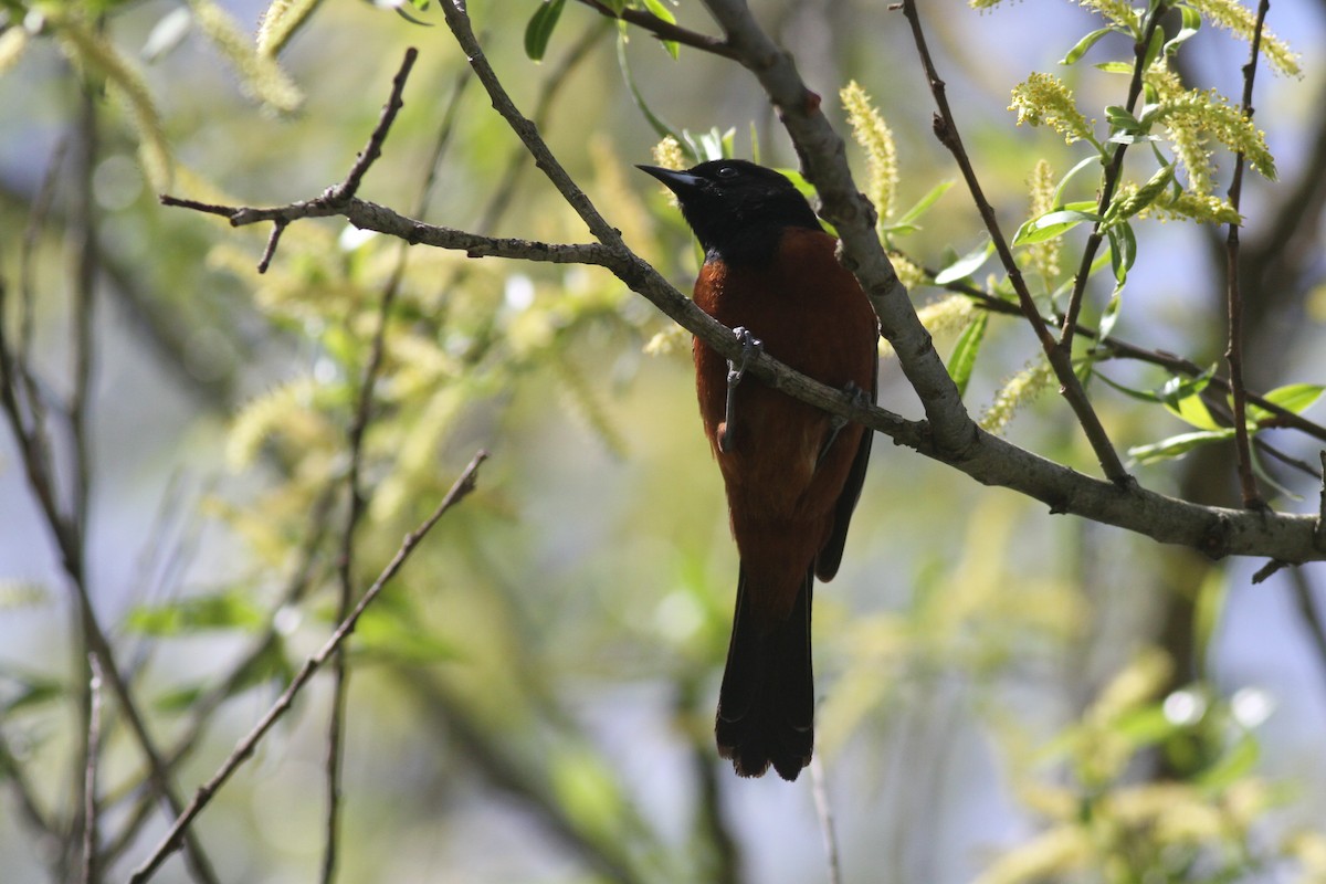 Orchard Oriole - ML240710521