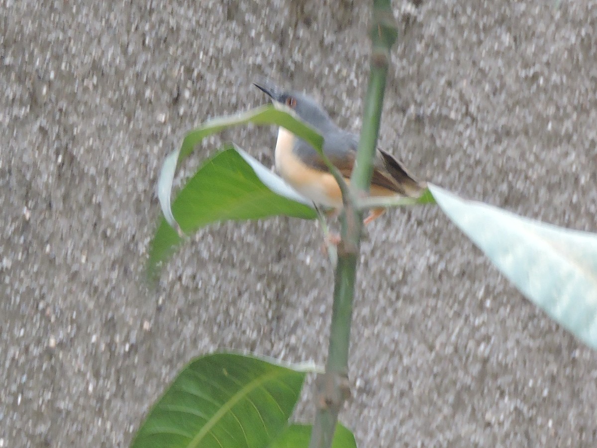 Ashy Prinia - Shilpa Gadgil