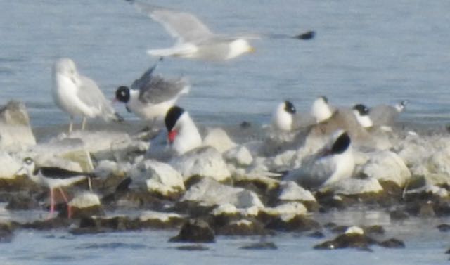 Caspian Tern - Vern Tunnell