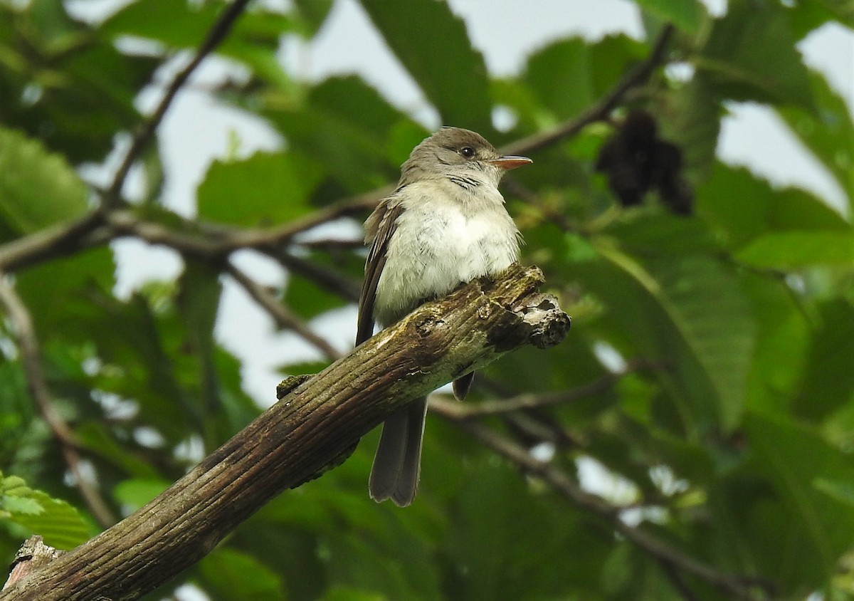 Willow Flycatcher - ML240711621