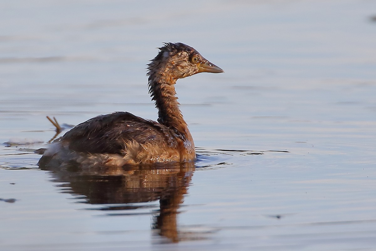 Australasian Grebe - ML240714341