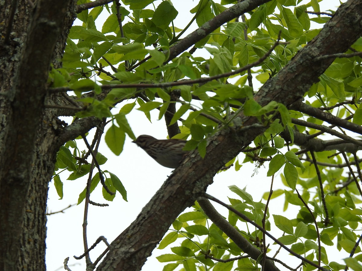 Ovenbird - ML240715361