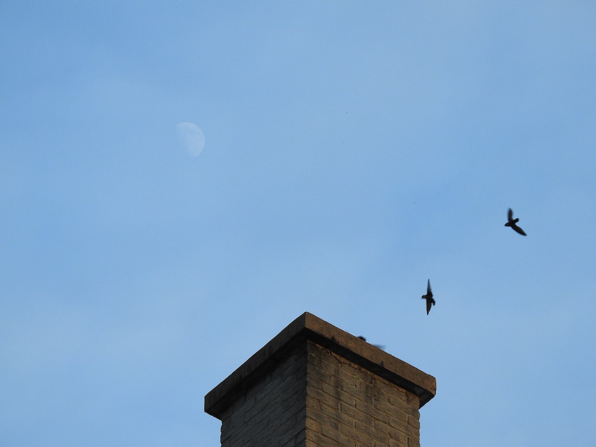 Chimney Swift - ML240716591
