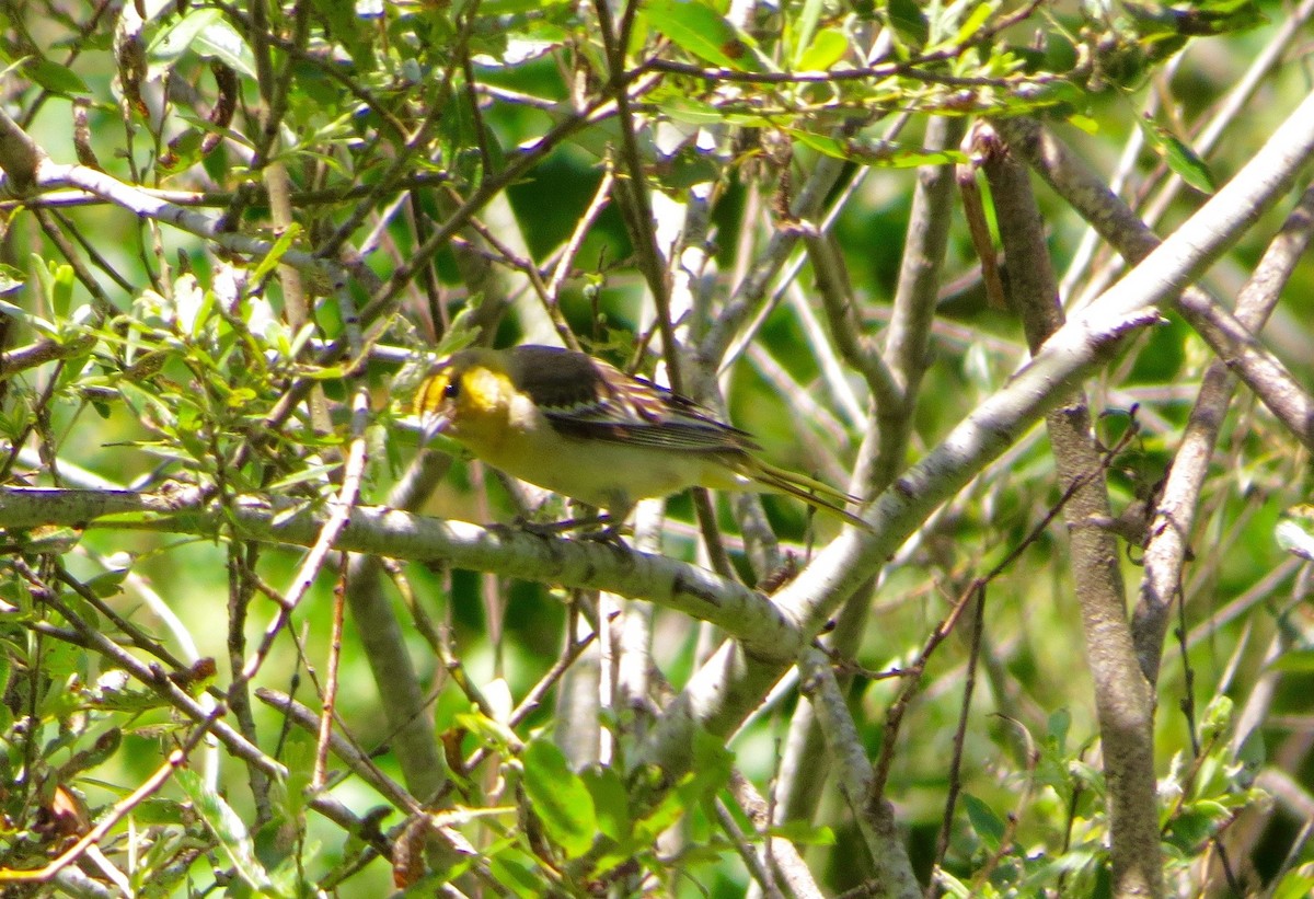 Bullock's Oriole - ML240717871