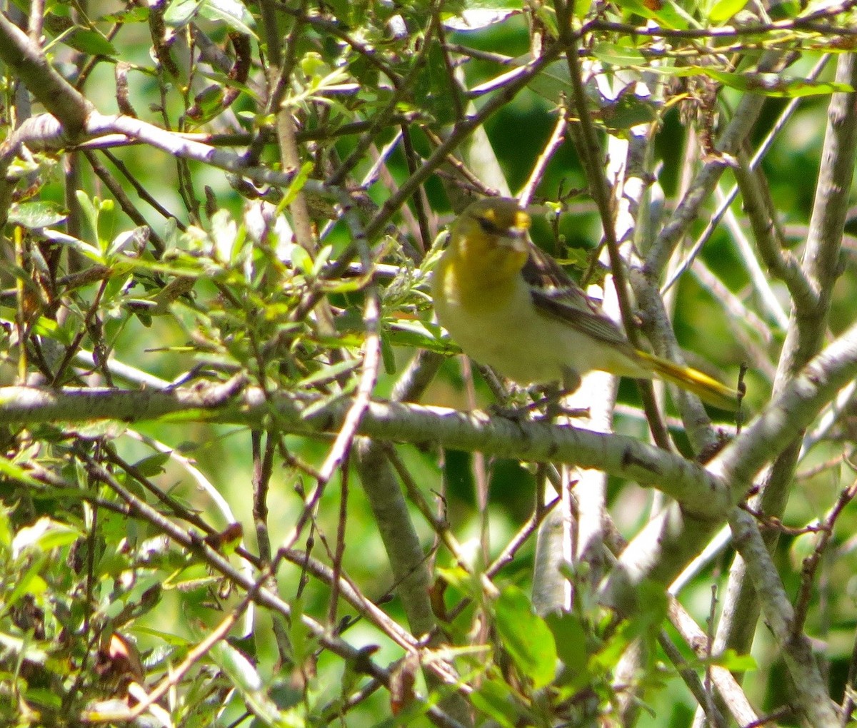 Bullock's Oriole - ML240717881