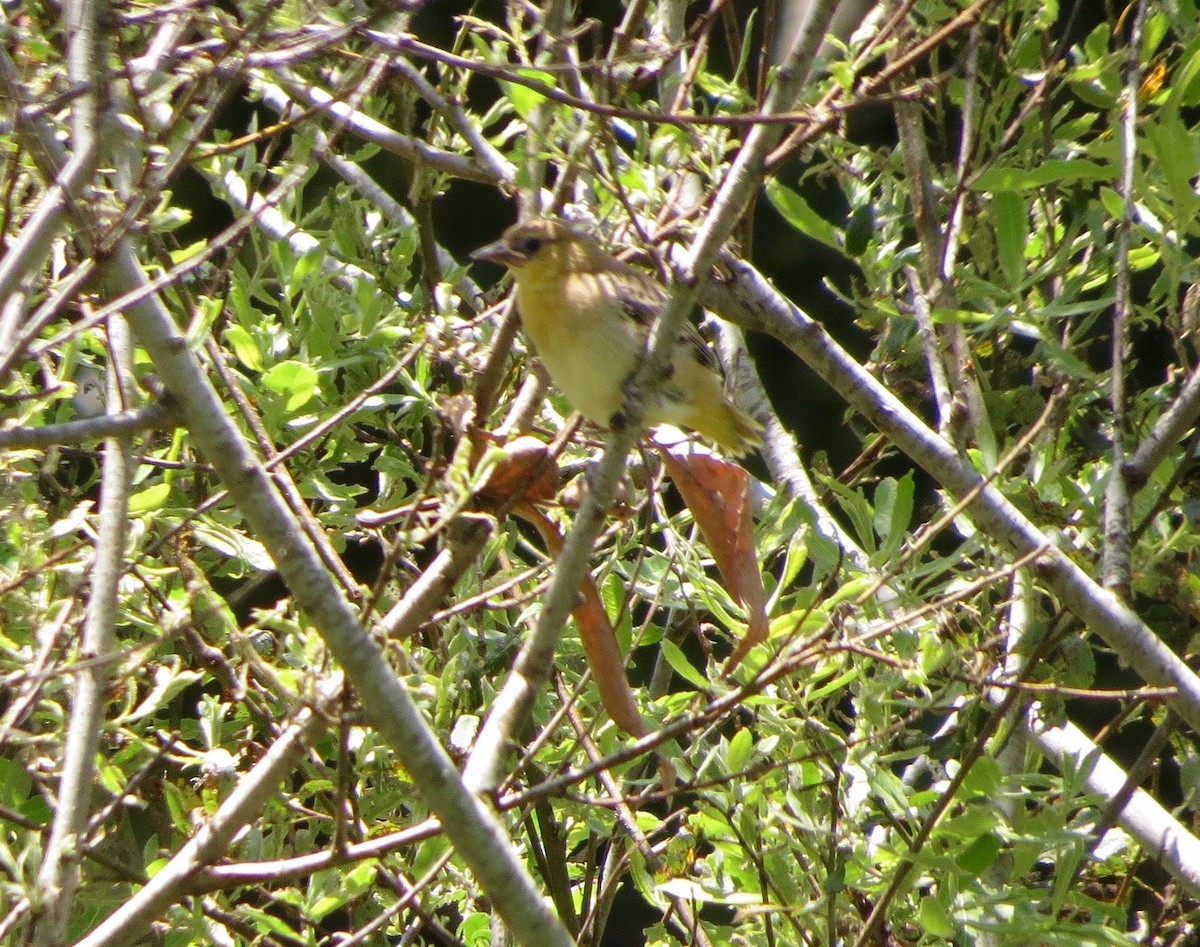 Bullock's Oriole - ML240717891