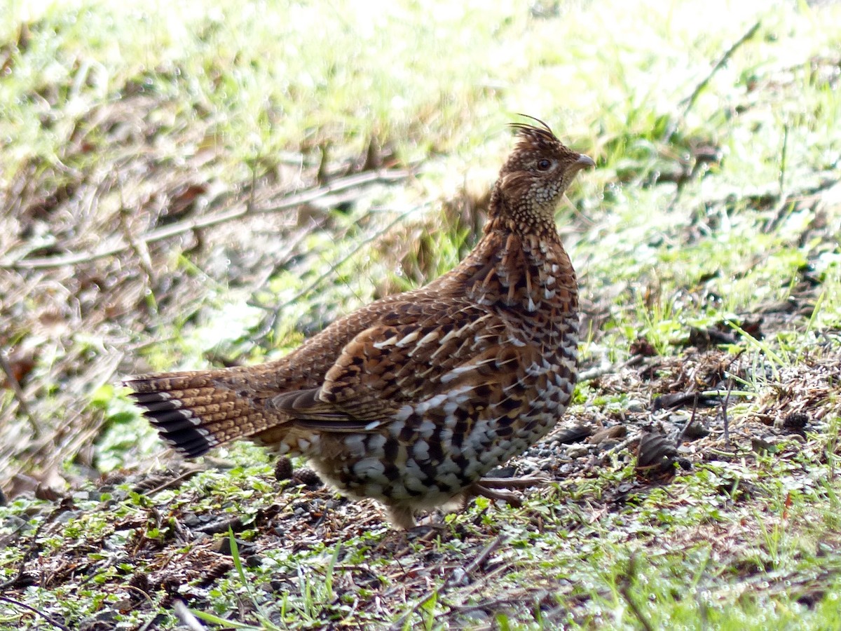 Ruffed Grouse - Wink Gross