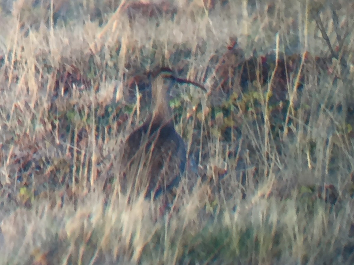 Whimbrel (Hudsonian) - ML240718931