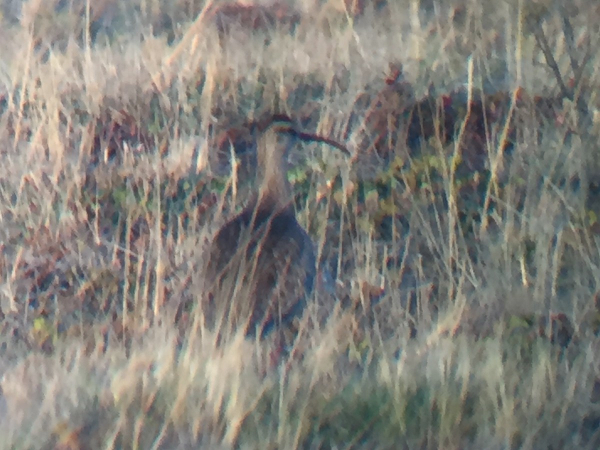 Whimbrel - ML240718931