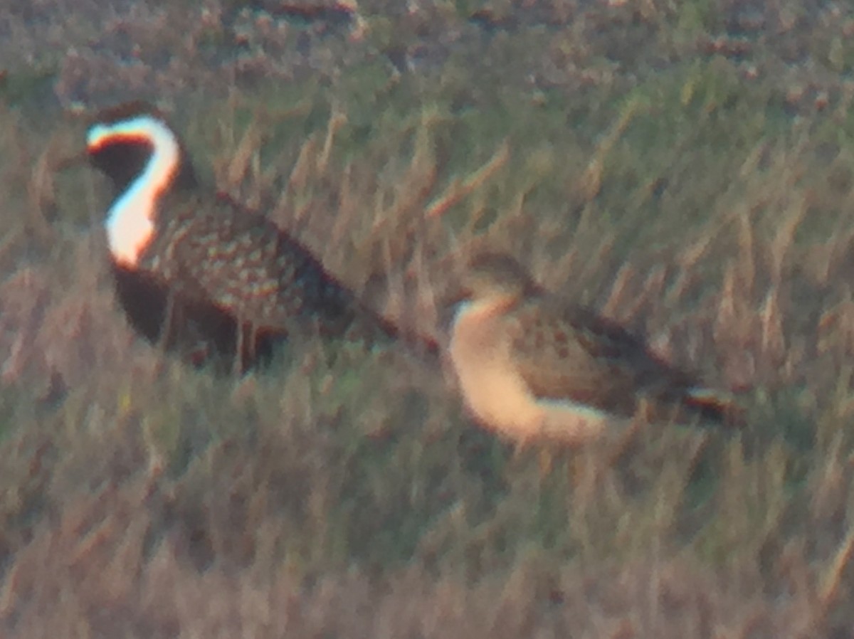 Buff-breasted Sandpiper - ML240719011