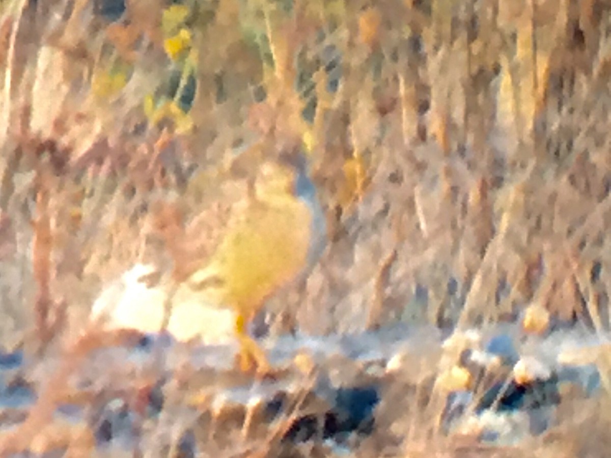 Buff-breasted Sandpiper - ML240719031