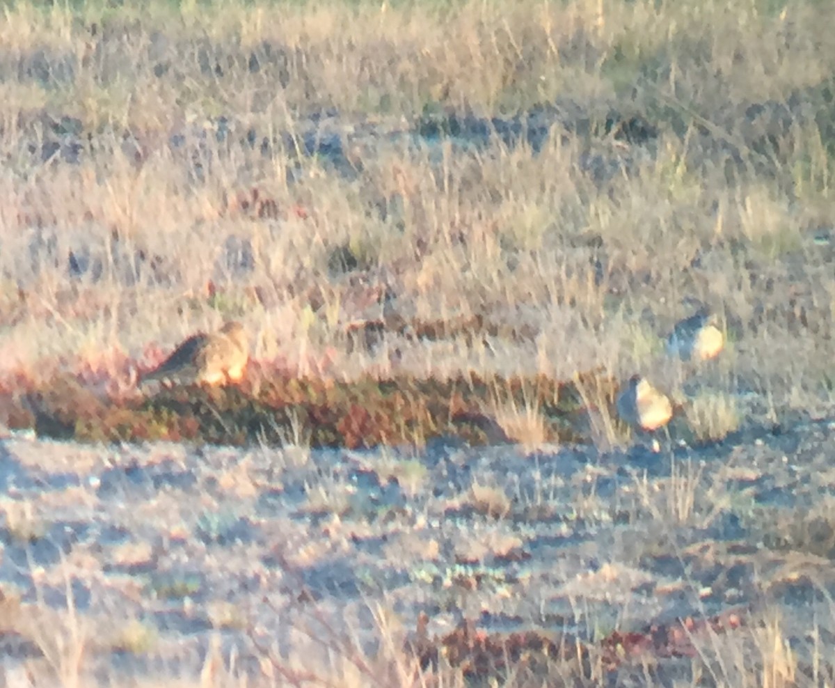 Buff-breasted Sandpiper - Reid Hildebrandt