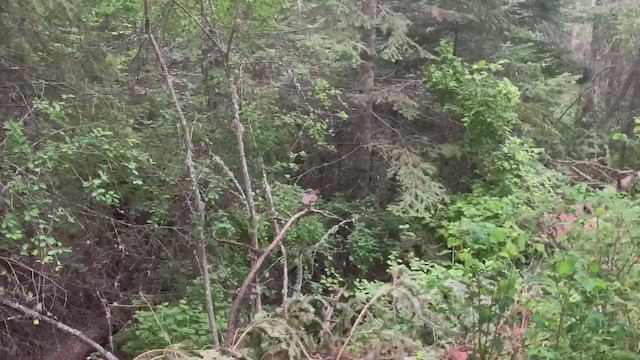 Ruffed Grouse - ML240719791