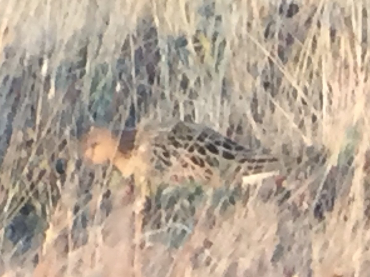 Buff-breasted Sandpiper - Reid Hildebrandt