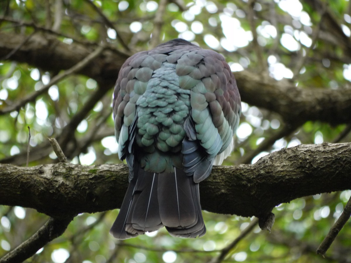 New Zealand Pigeon - Maki Hasegawa