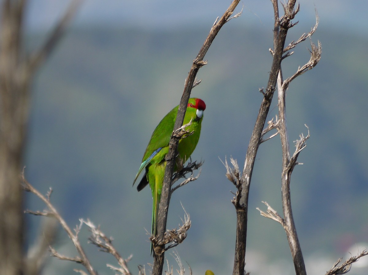 Red-crowned Parakeet - ML240722081