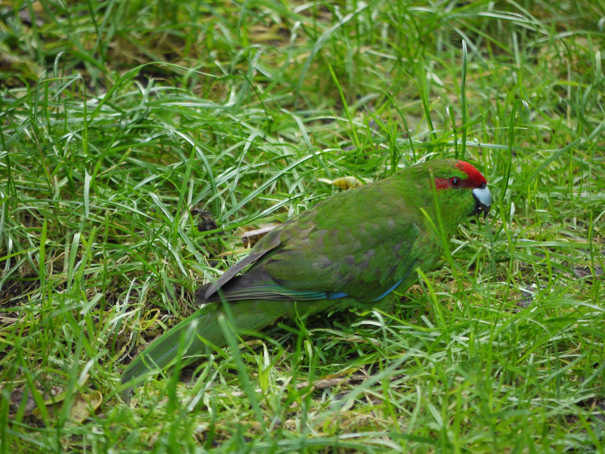 Red-crowned Parakeet - ML240722111