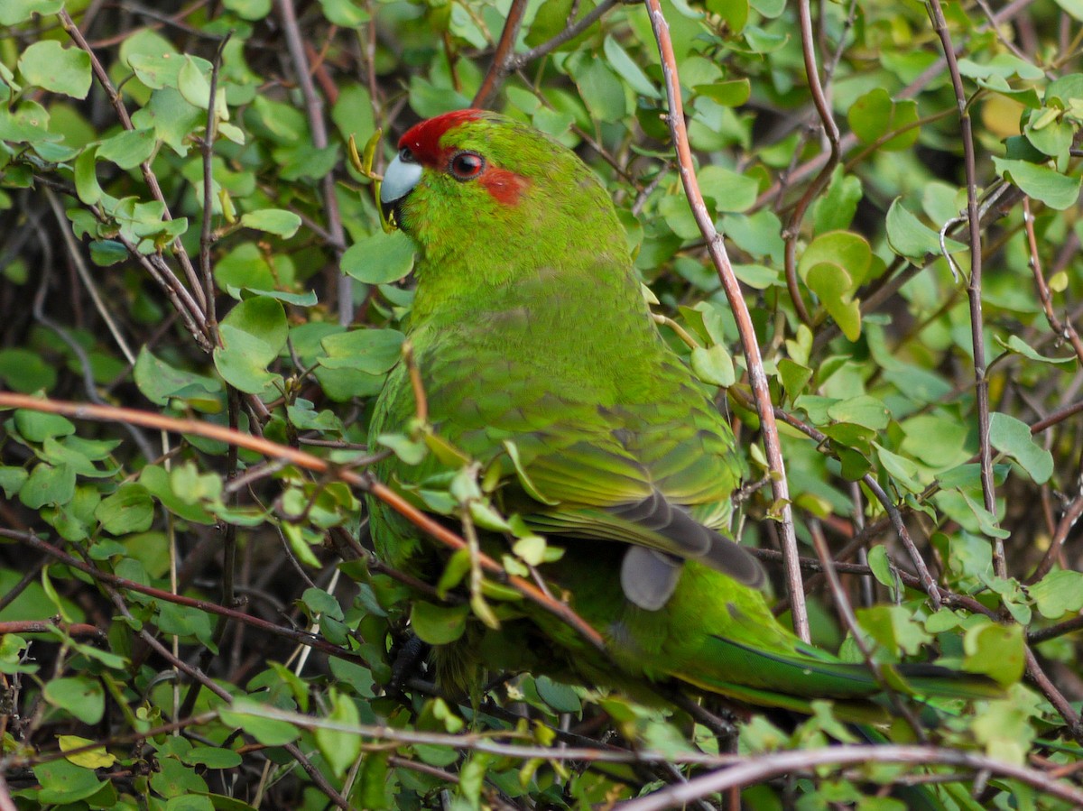 Red-crowned Parakeet - ML240722121