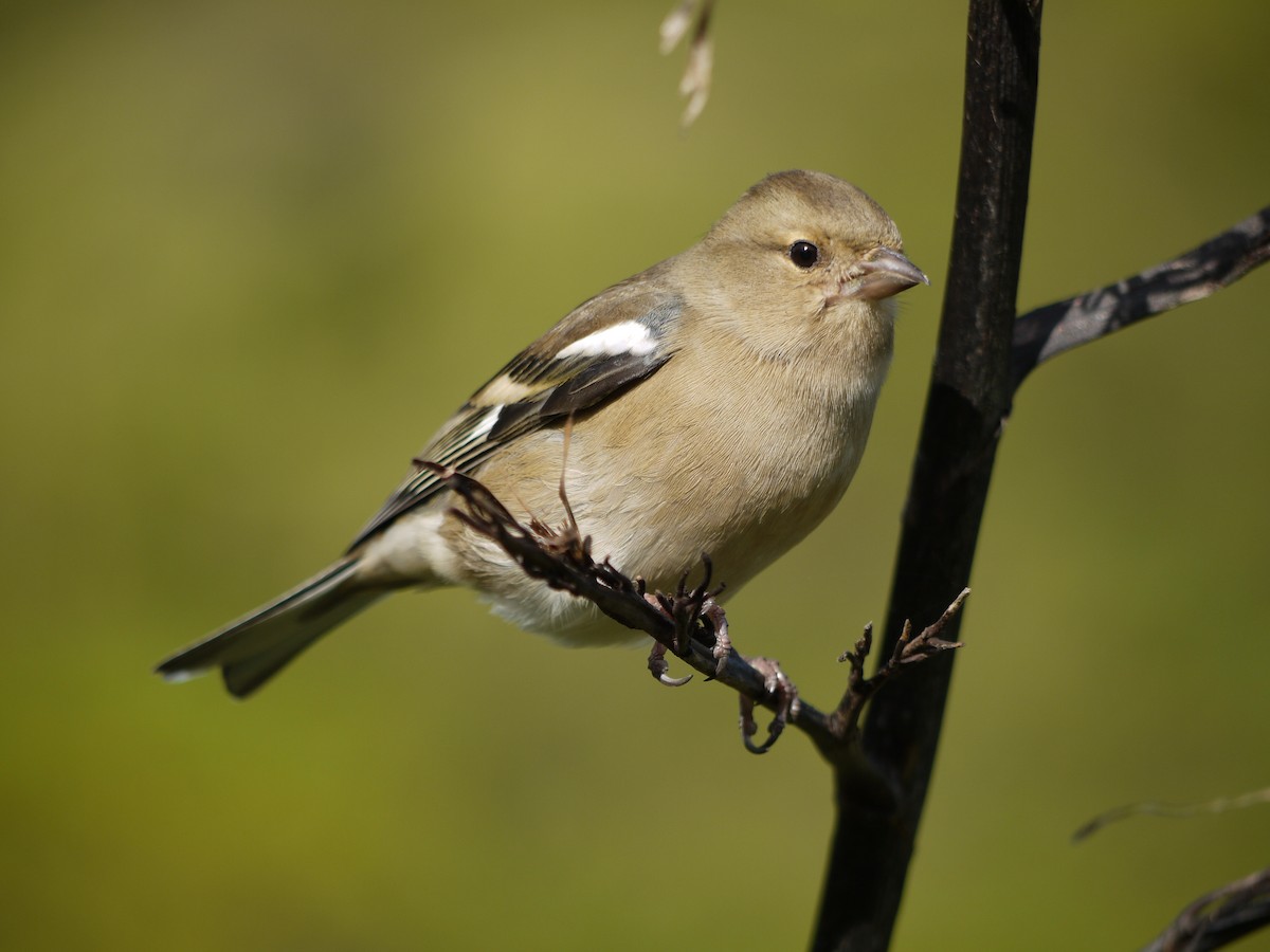 Common Chaffinch - ML240722171