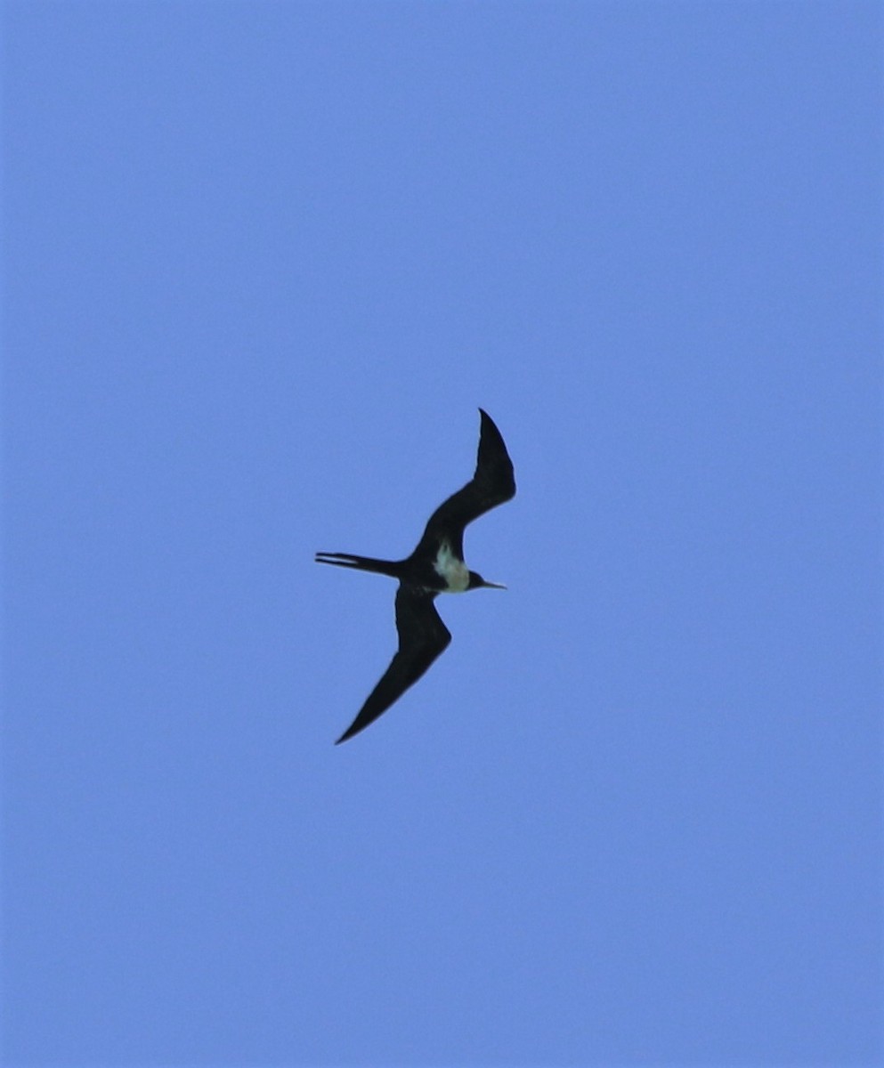 Lesser Frigatebird - ML240723271