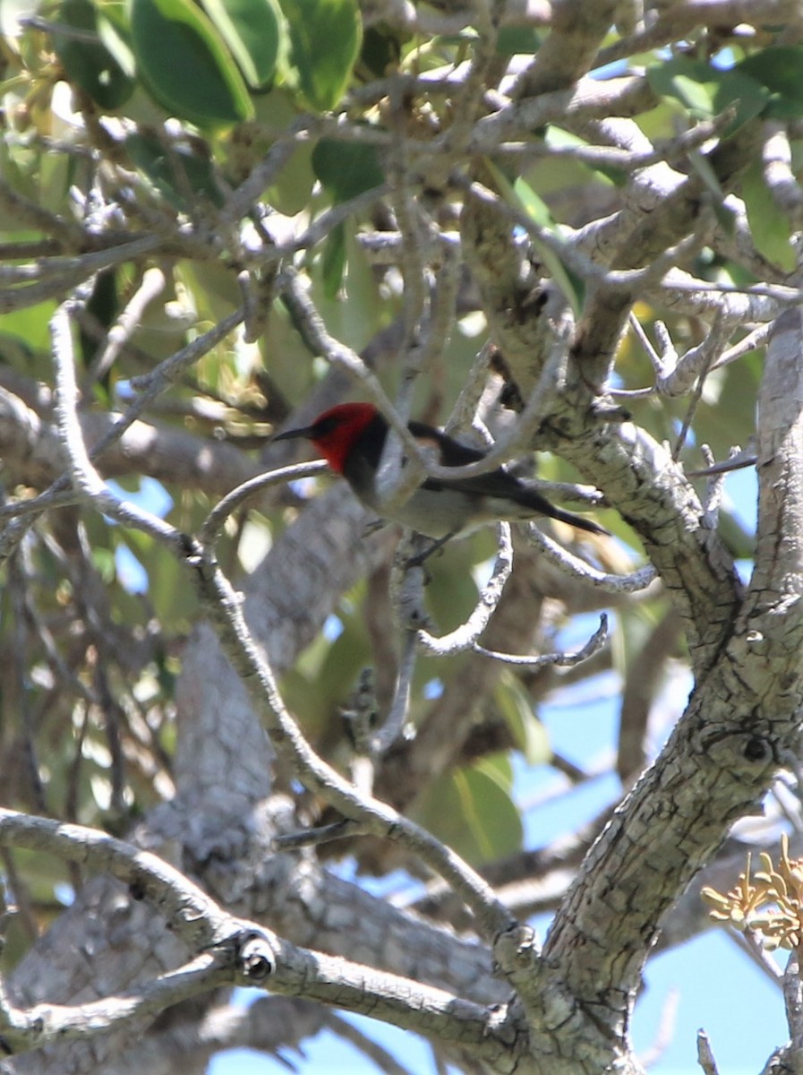 Red-headed Myzomela - ML240723331