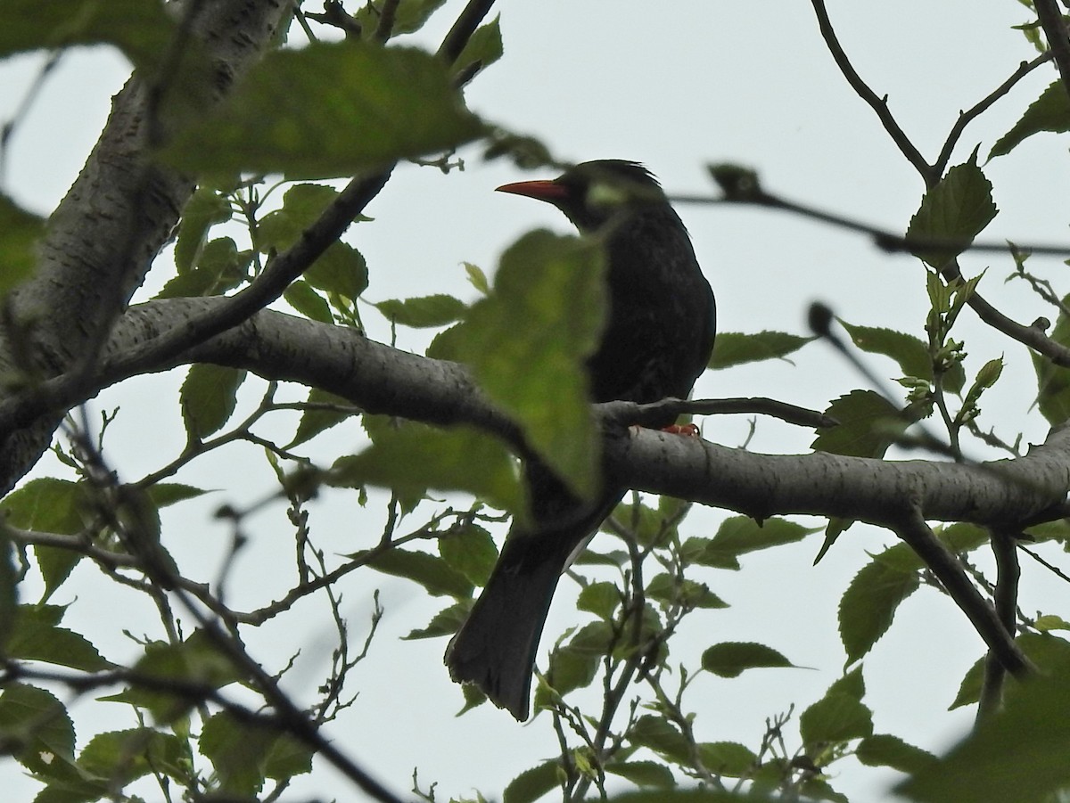 Black Bulbul - Hui-Ming Zhong