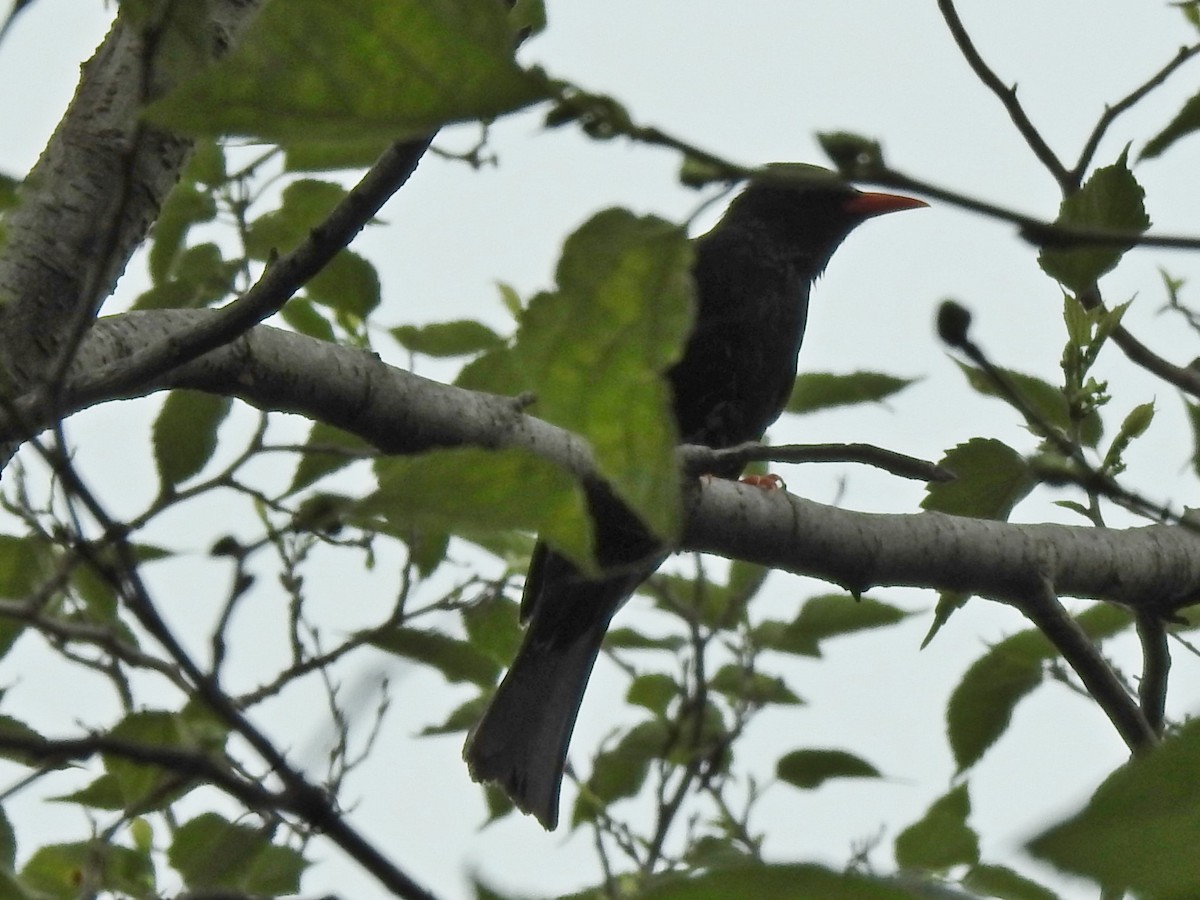 Black Bulbul - Hui-Ming Zhong