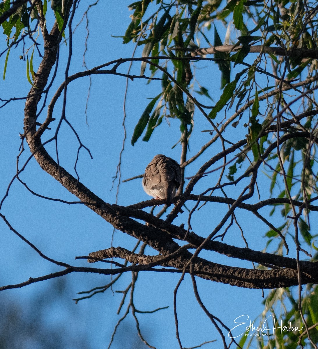 Diamond Dove - ML240725461