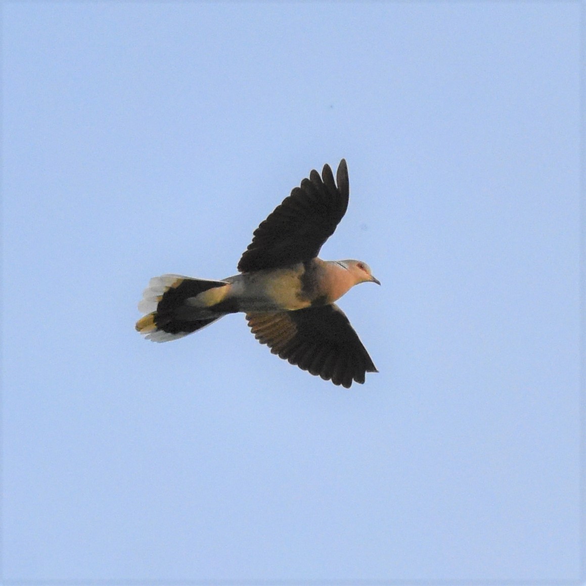 European Turtle-Dove - ML240725971