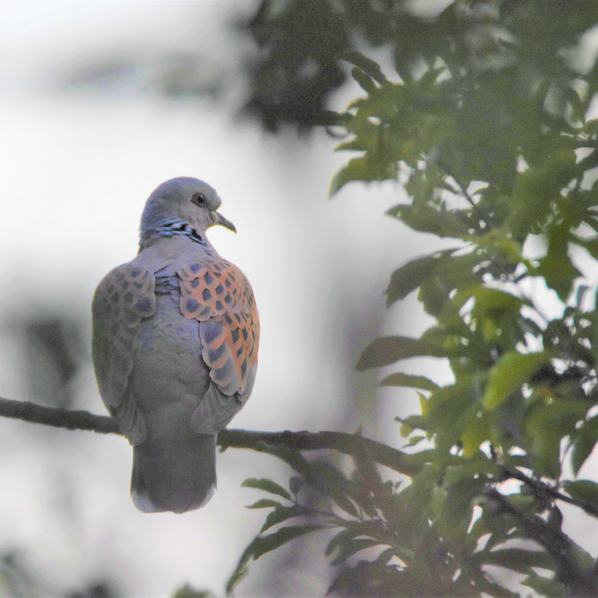 European Turtle-Dove - ML240726001