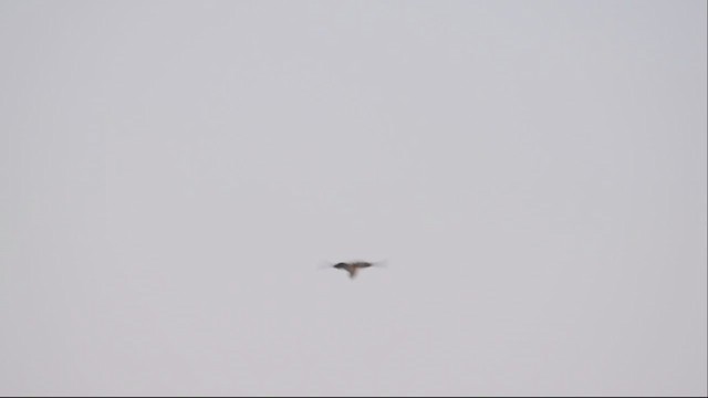 Black-winged Kite - ML240726151