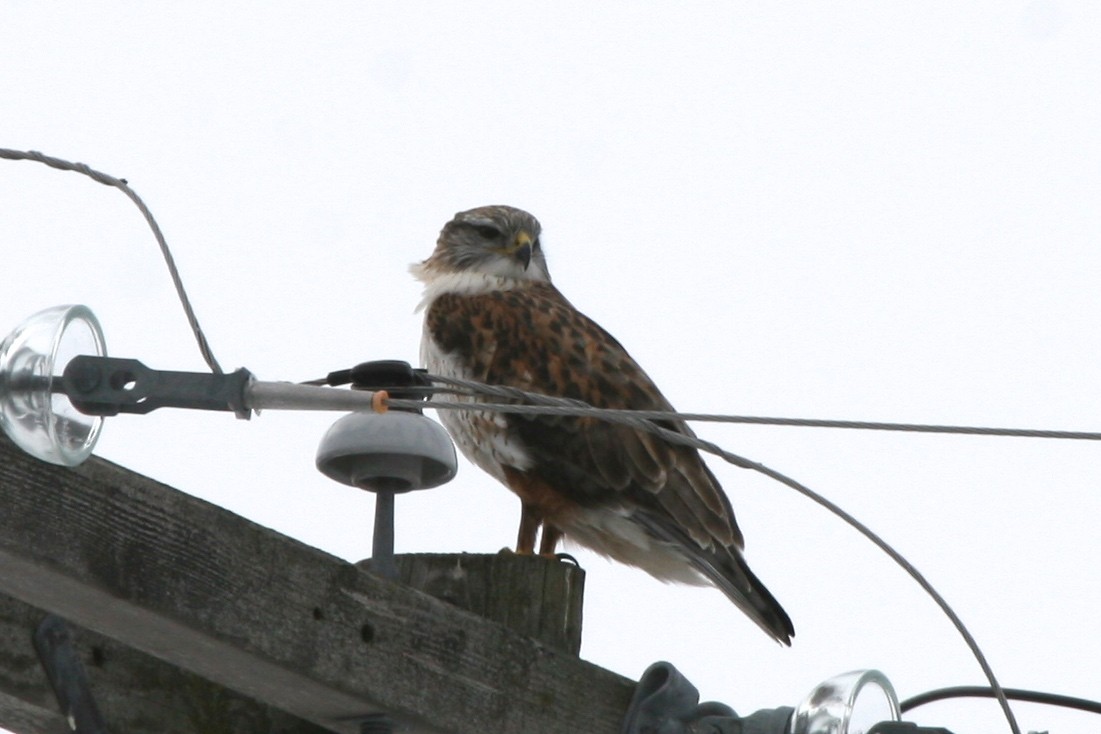 Ferruginous Hawk - Cole Wolf