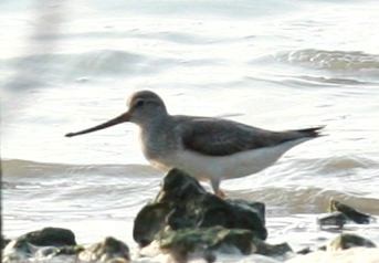 Terek Sandpiper - ML240727401