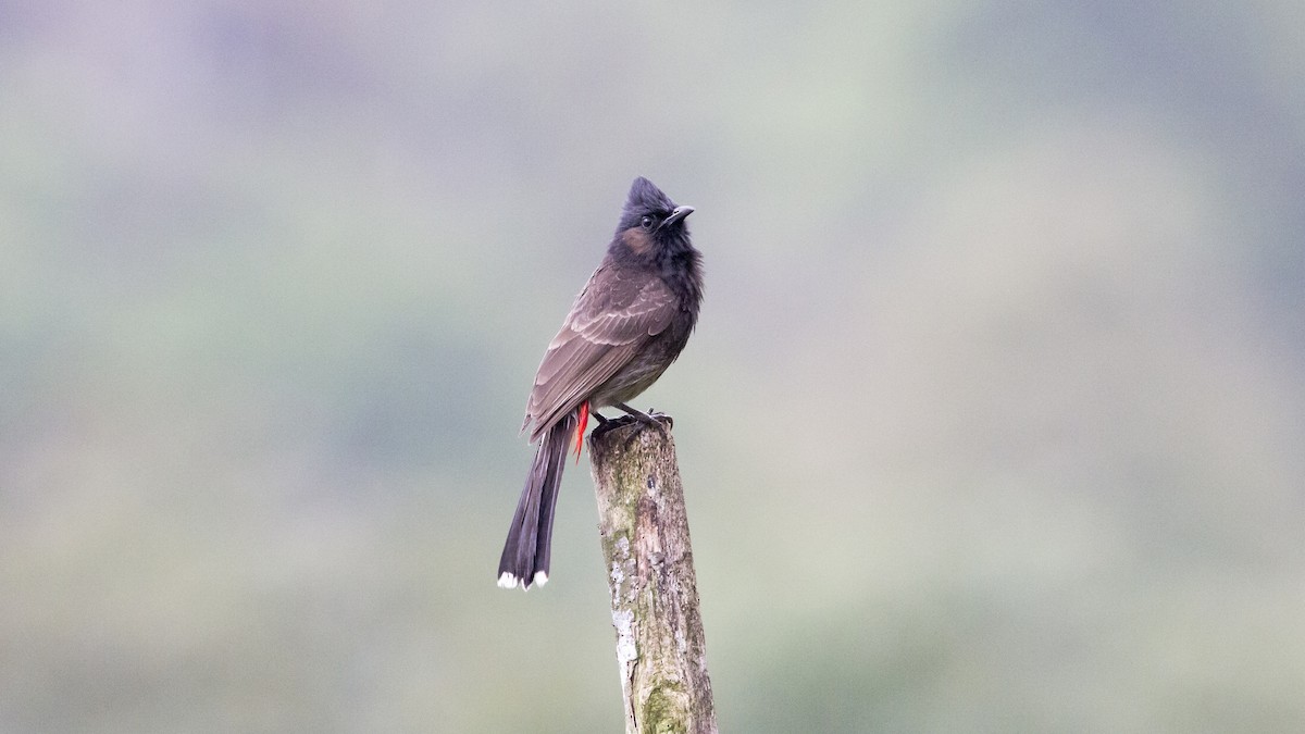 Red-vented Bulbul - ML240727921