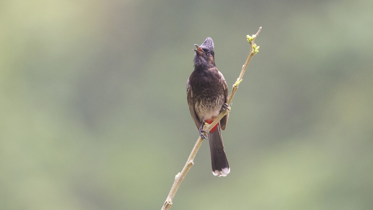 Red-vented Bulbul - ML240727941