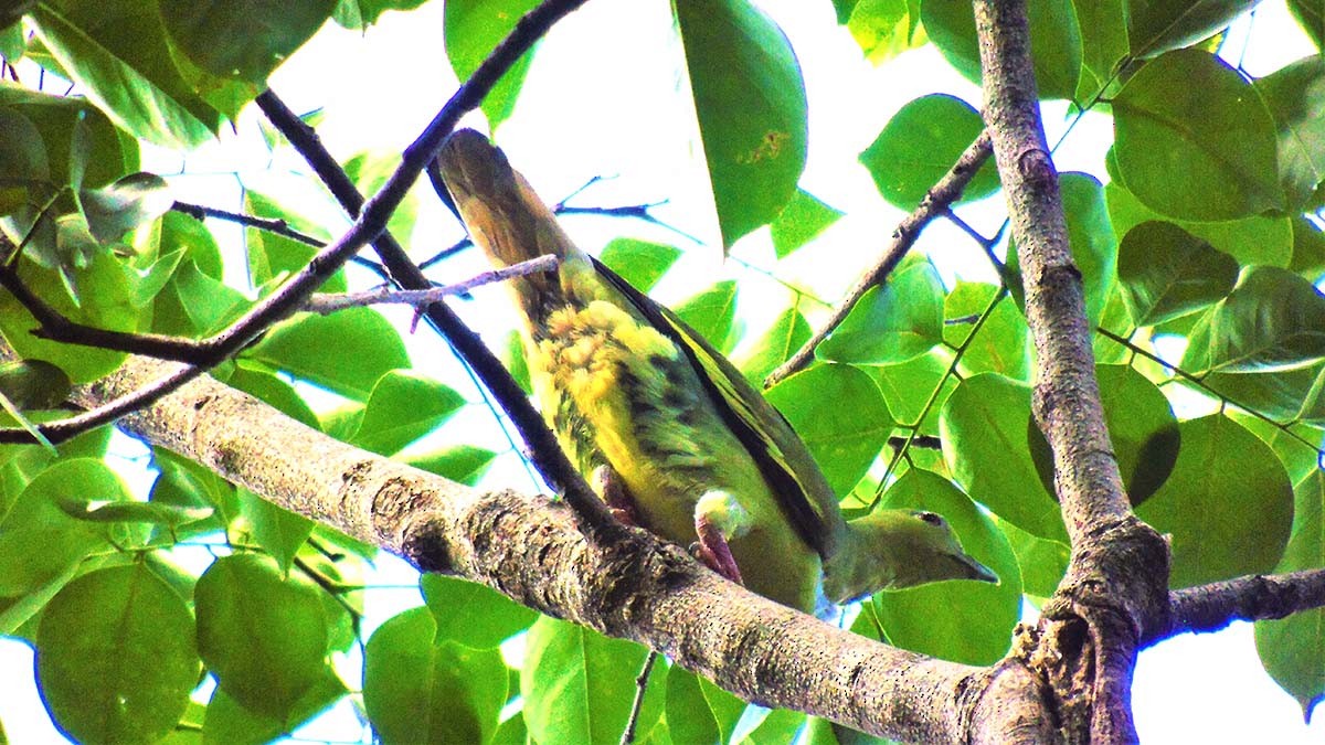 Pink-necked Green-Pigeon - Napolexander Mina