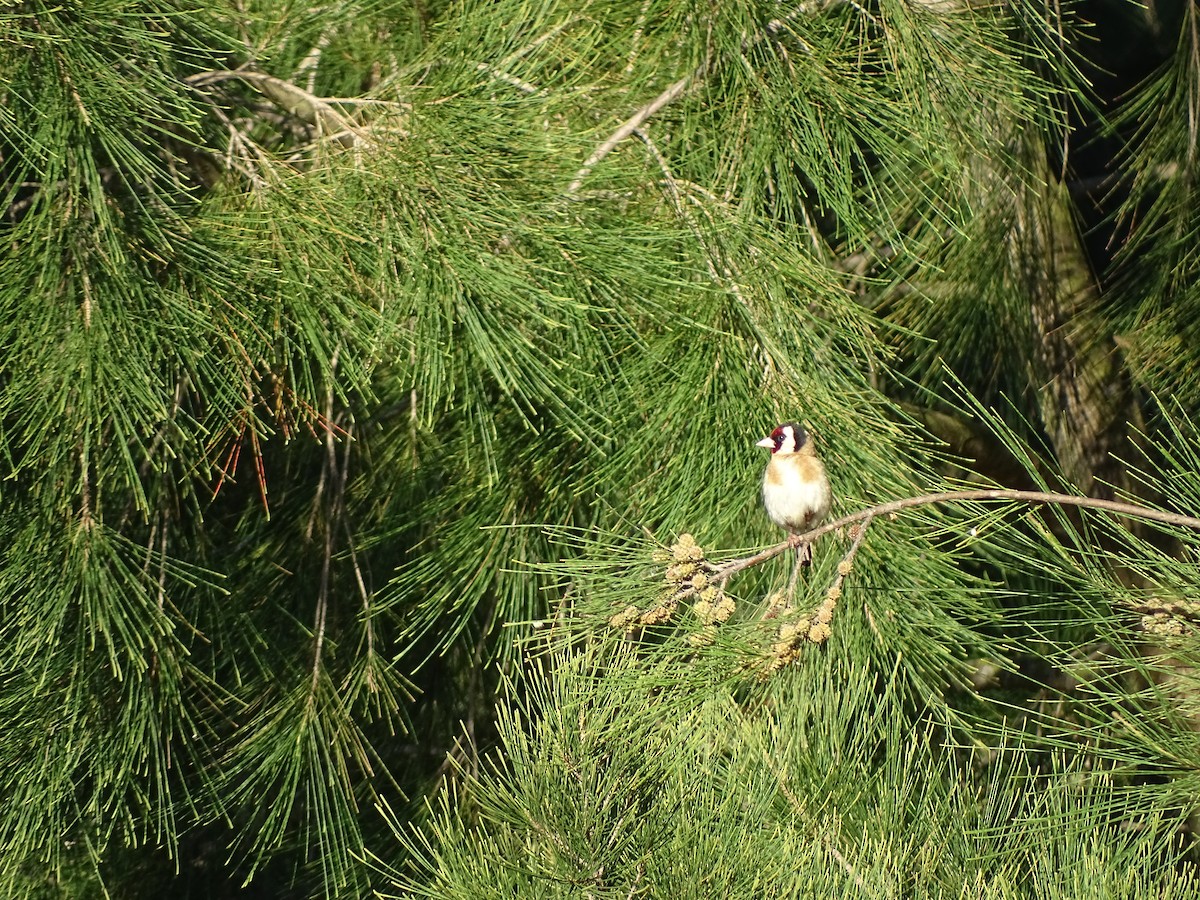 European Goldfinch - ML240729861