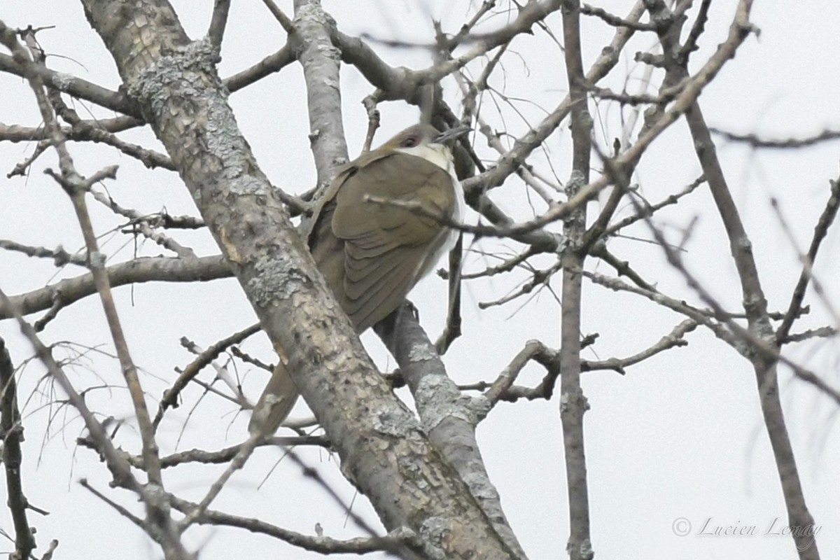 Cuclillo Piquinegro - ML240730801