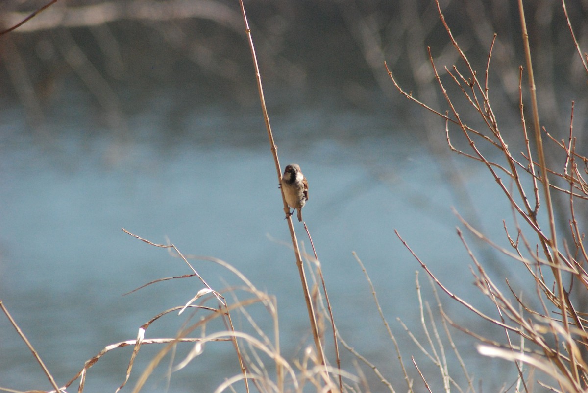 House Sparrow - ML24073081