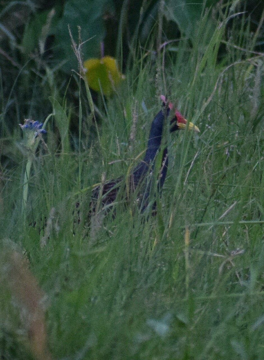 Watercock - ML240731971