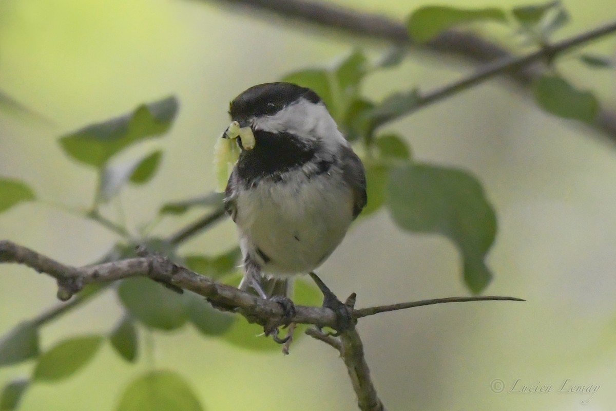 Black-capped Chickadee - ML240732071