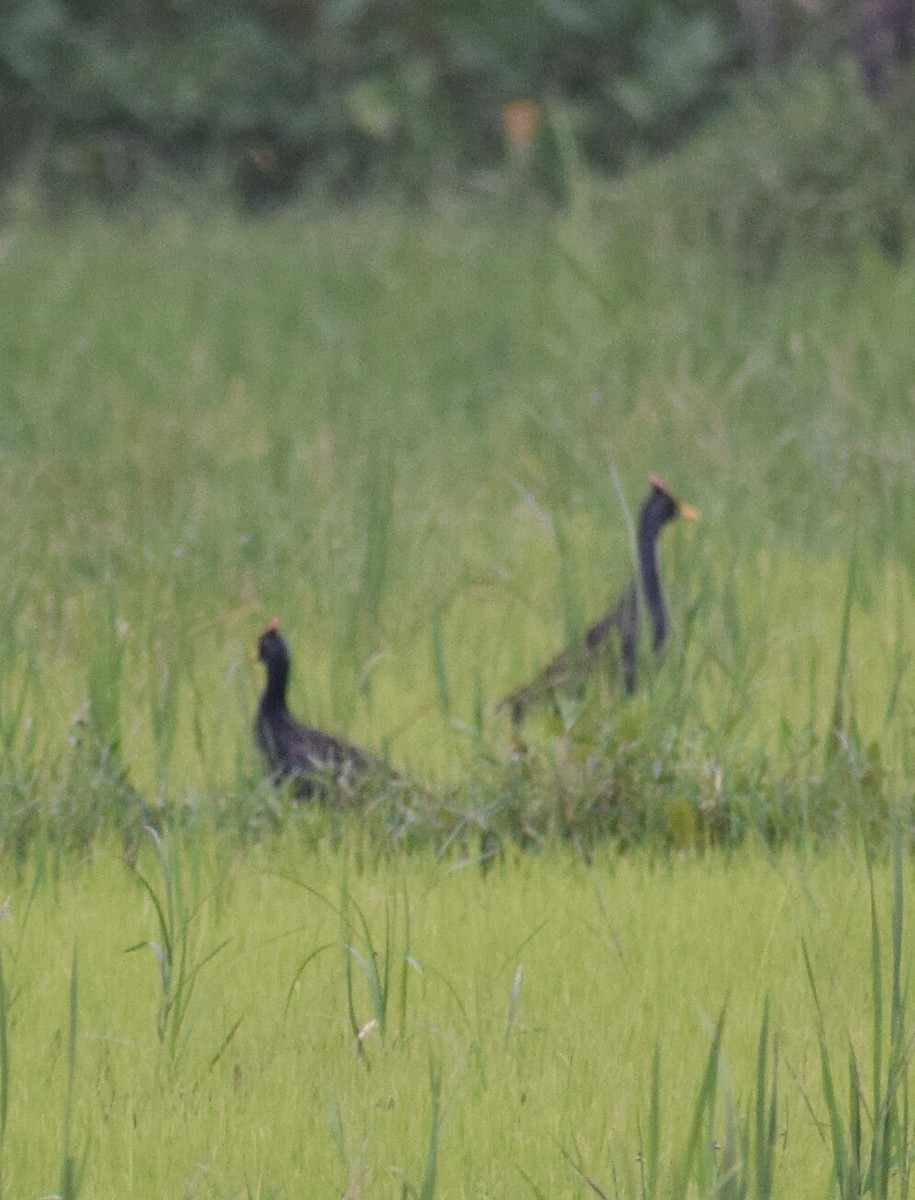 Watercock - ML240732791