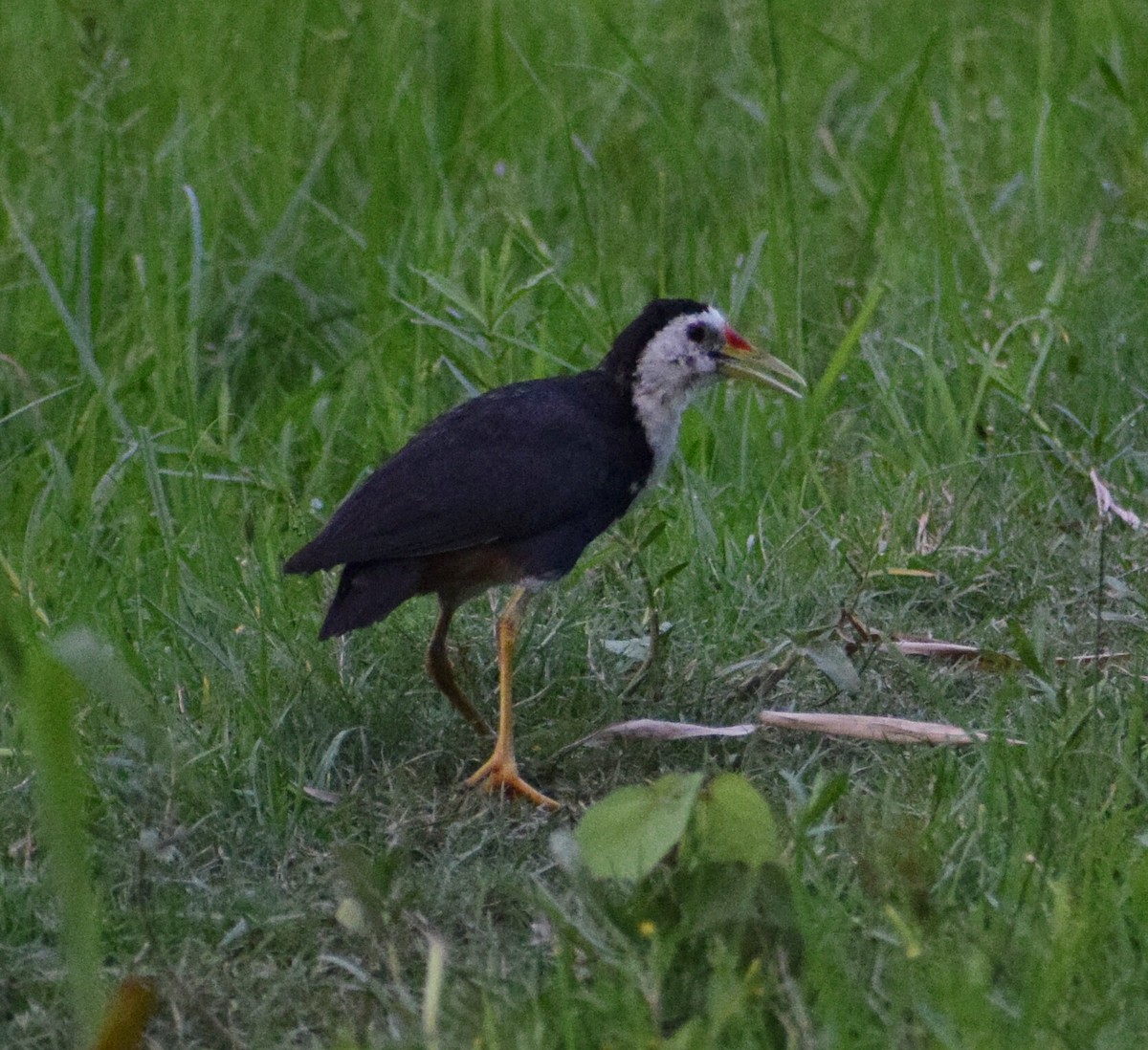White-breasted Waterhen - ML240732821