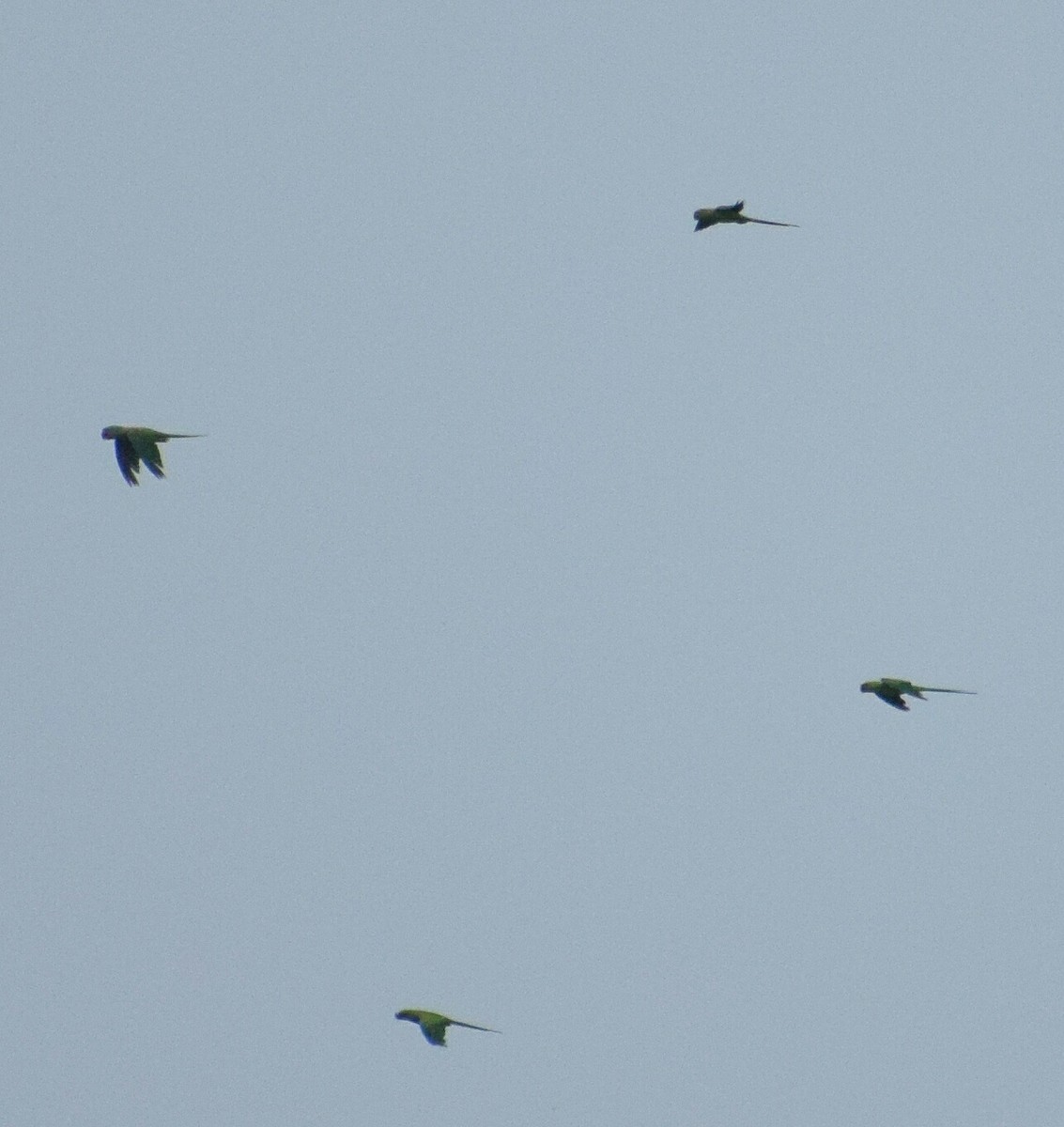 Rose-ringed Parakeet - ML240732831