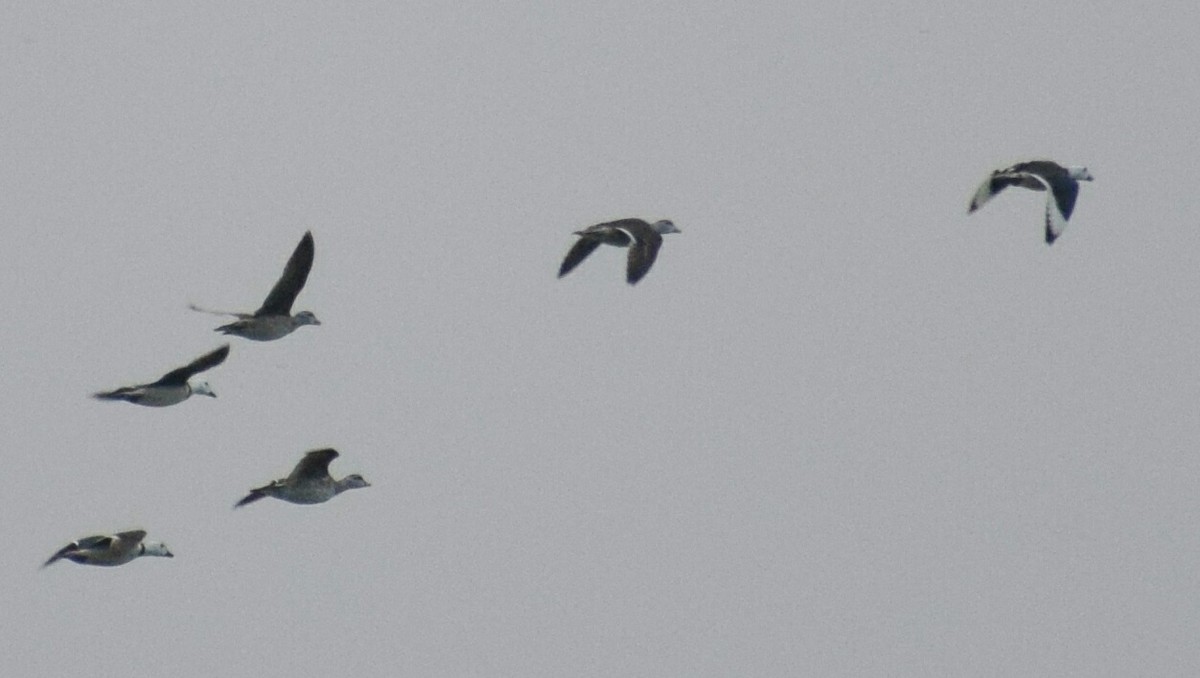 Cotton Pygmy-Goose - ML240732891