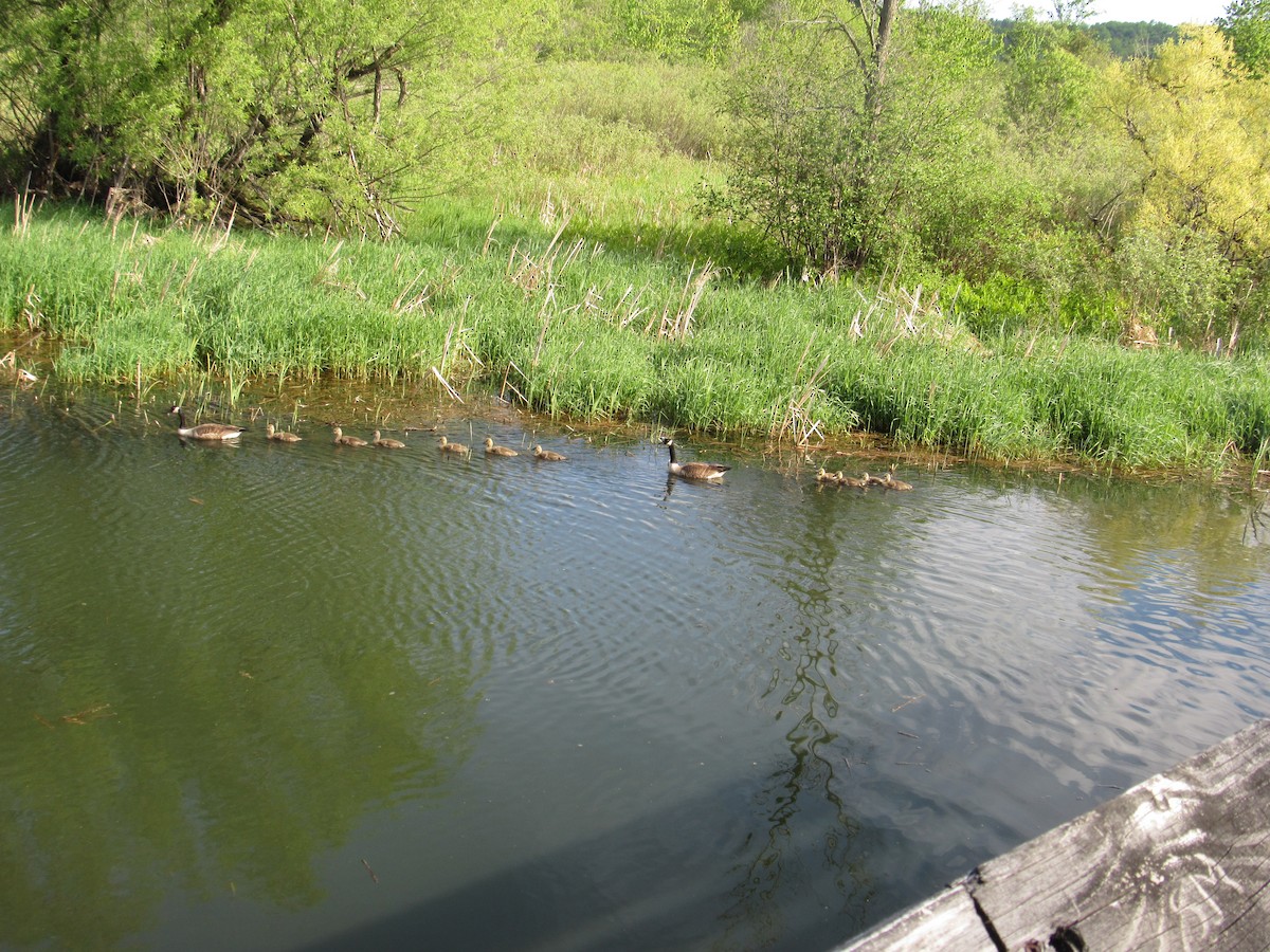 Canada Goose - ML240733851