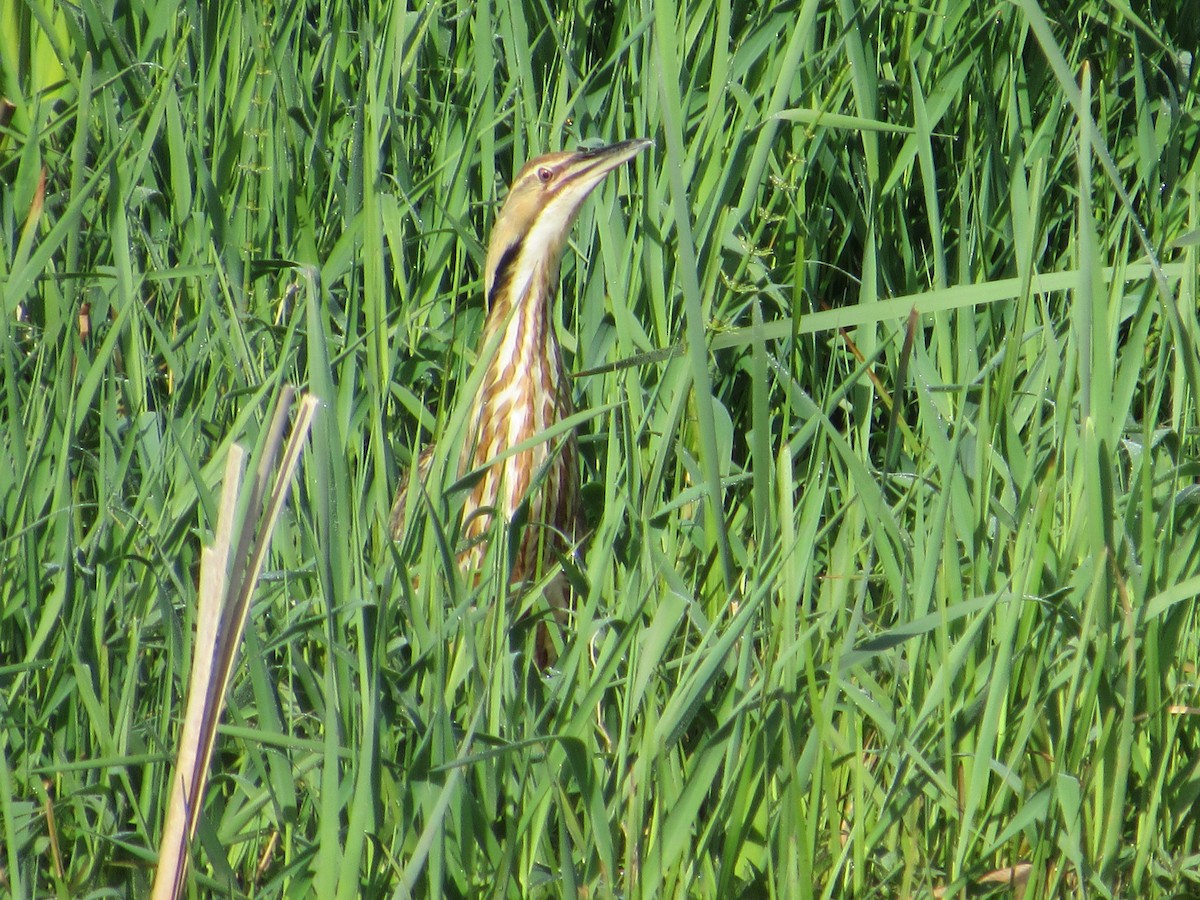 American Bittern - ML240733881