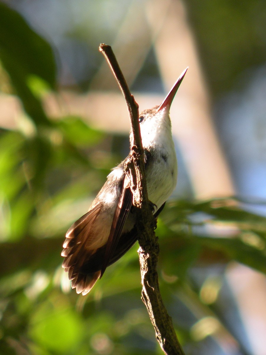 White-bellied Emerald - ML240734031